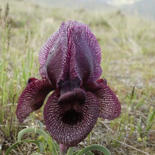 Iris iberica subsp lycotis